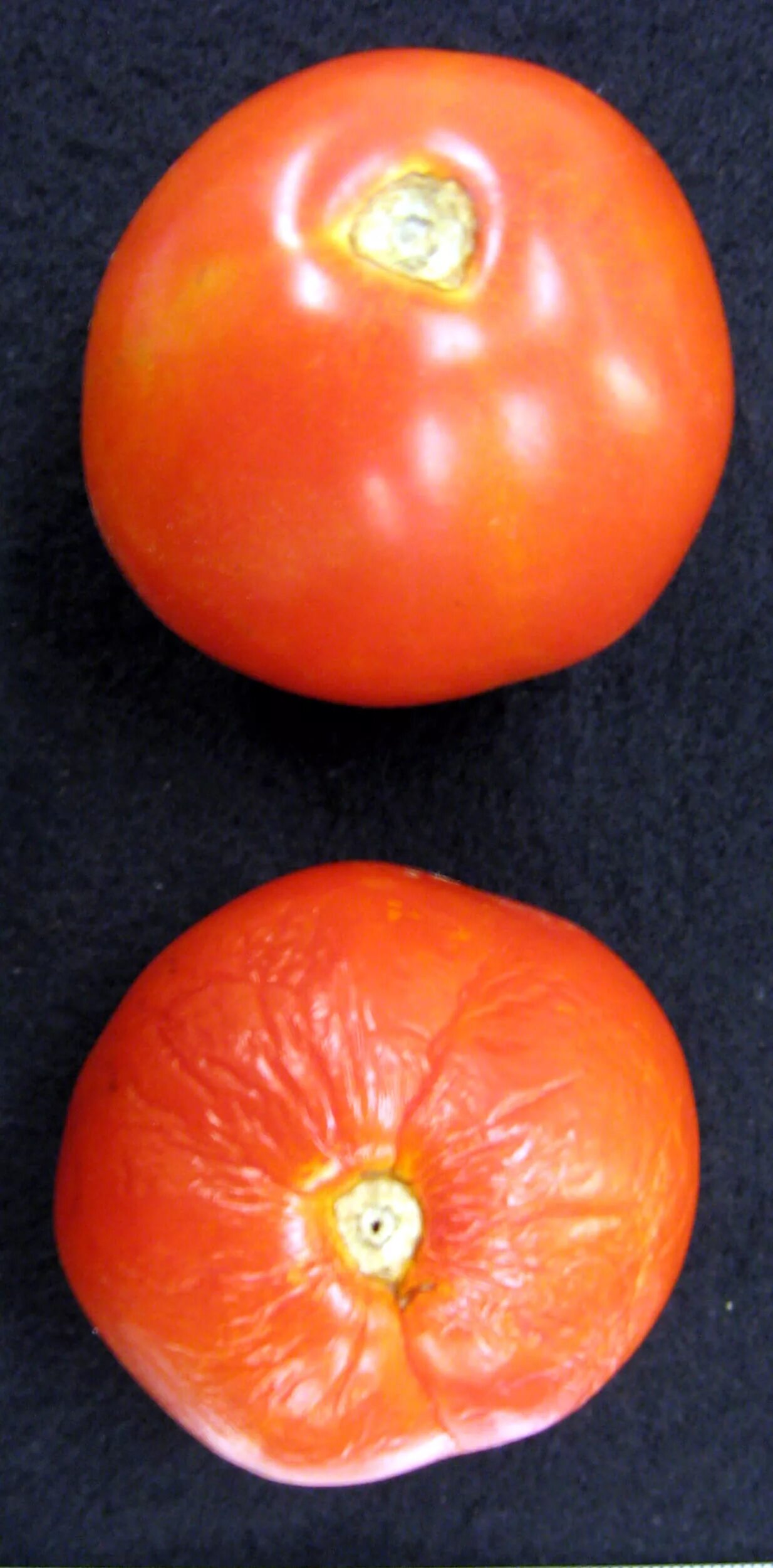 Tomato v