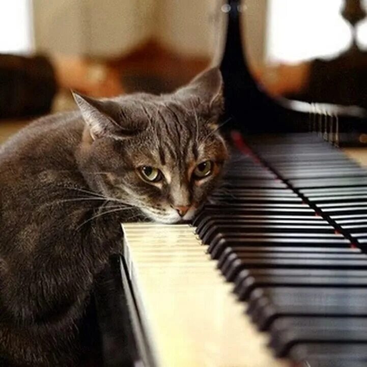 Кот на пианино. Кошка на пианино. Котик поет. Коты и пианино.