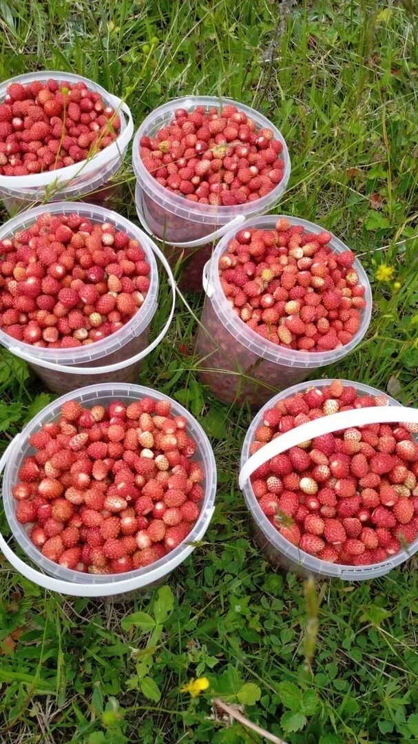 База урожай екатеринбург где продают фрукты. Ведерко лесной земляники. Торговля клубникой. Литр клубники. Клубника свежая в ящике.