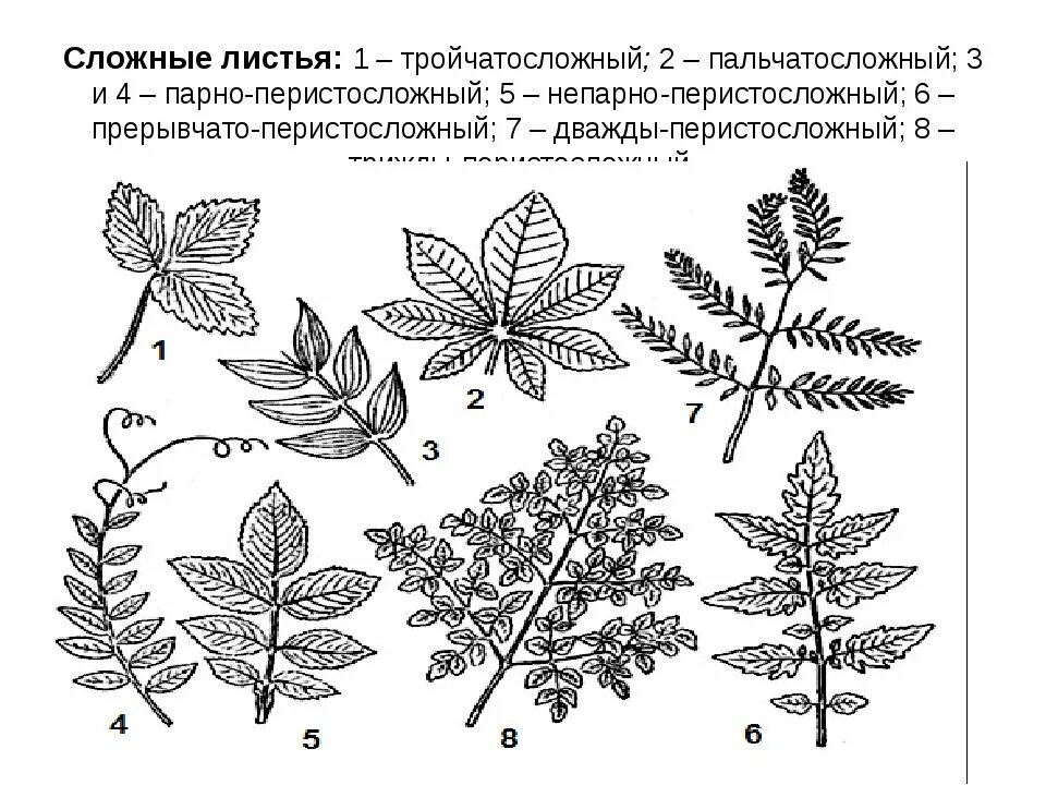 Особенности строения сложных листьев. Сложные листья пальчатосложный. тройчатосложный черешковый лист. основные типы сложных листьев. рисунок простых и сложных листьев.
