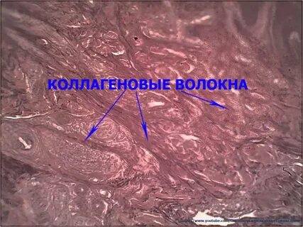Межклеточное вещество кожи
