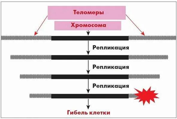 Удлинение теломер. Теломерная теория старения. удлинение теломео. теломераза схема работы. процесс укорочения теломер.