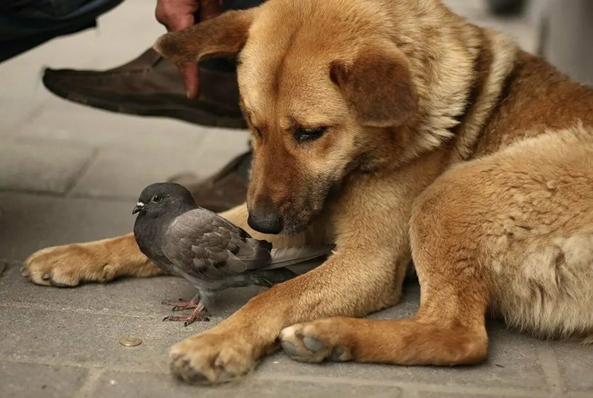 Взаимовыручка среди животных