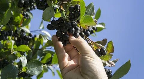 Черноплодная рябина ягоды в москве