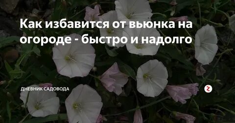 Борьба с вьюнком