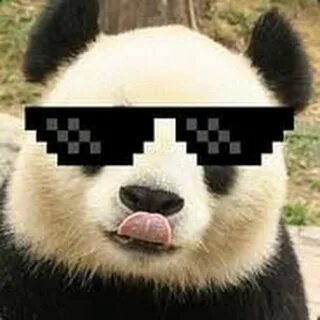 Ютубер панда