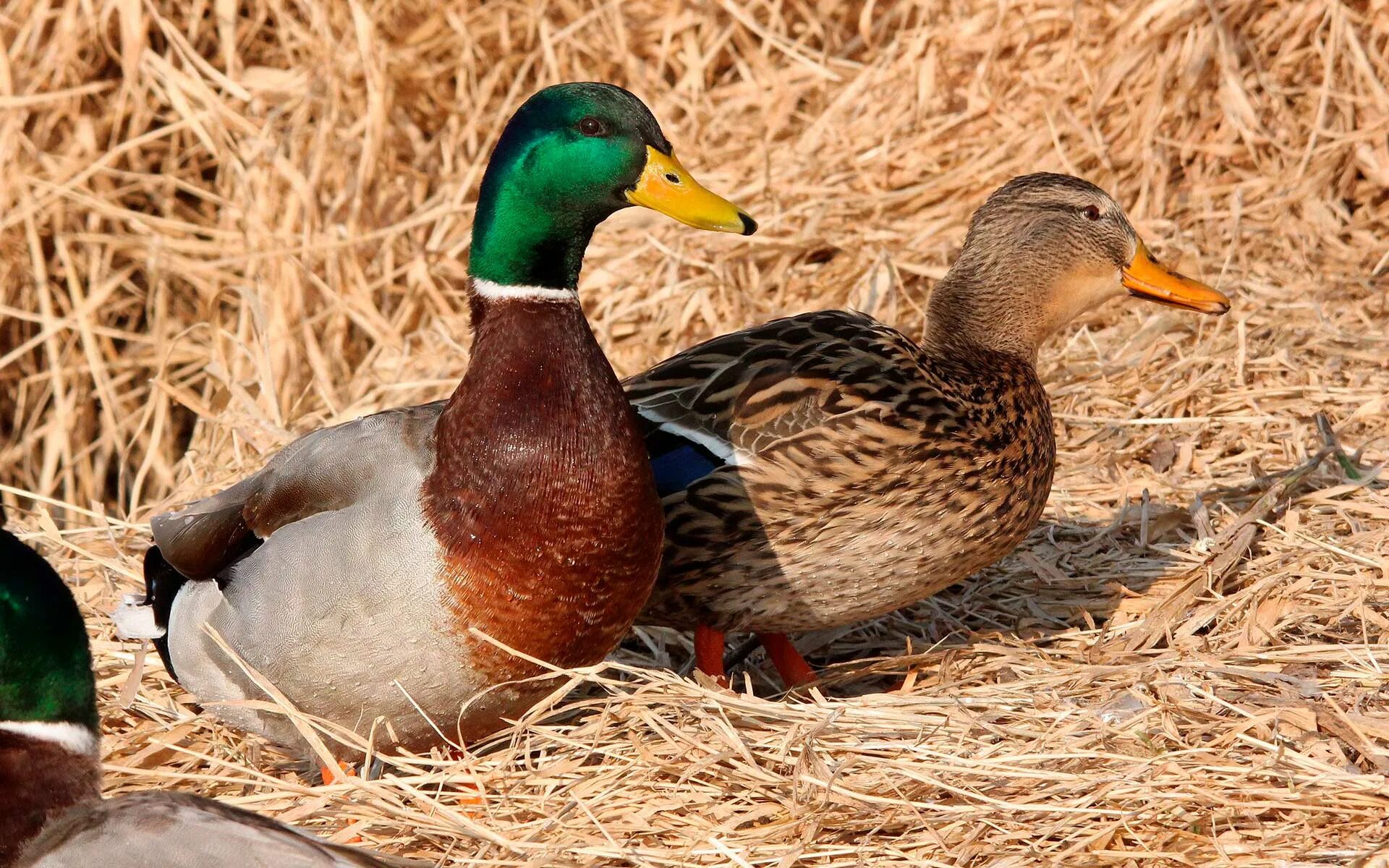 Утка кряква питание. Утка кряква гнездо. Почему утка селезень. Гусеобразные утиные кряква. Половой диморфизм у птиц.