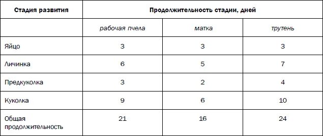 Таблица развития пчел. Сроки развития матки, пчел, трутней. Продолжительность стадий развития особей пчелиной семьи. Таблица развития пчелы матки и трутня. Фазы развития пчелиной матки.