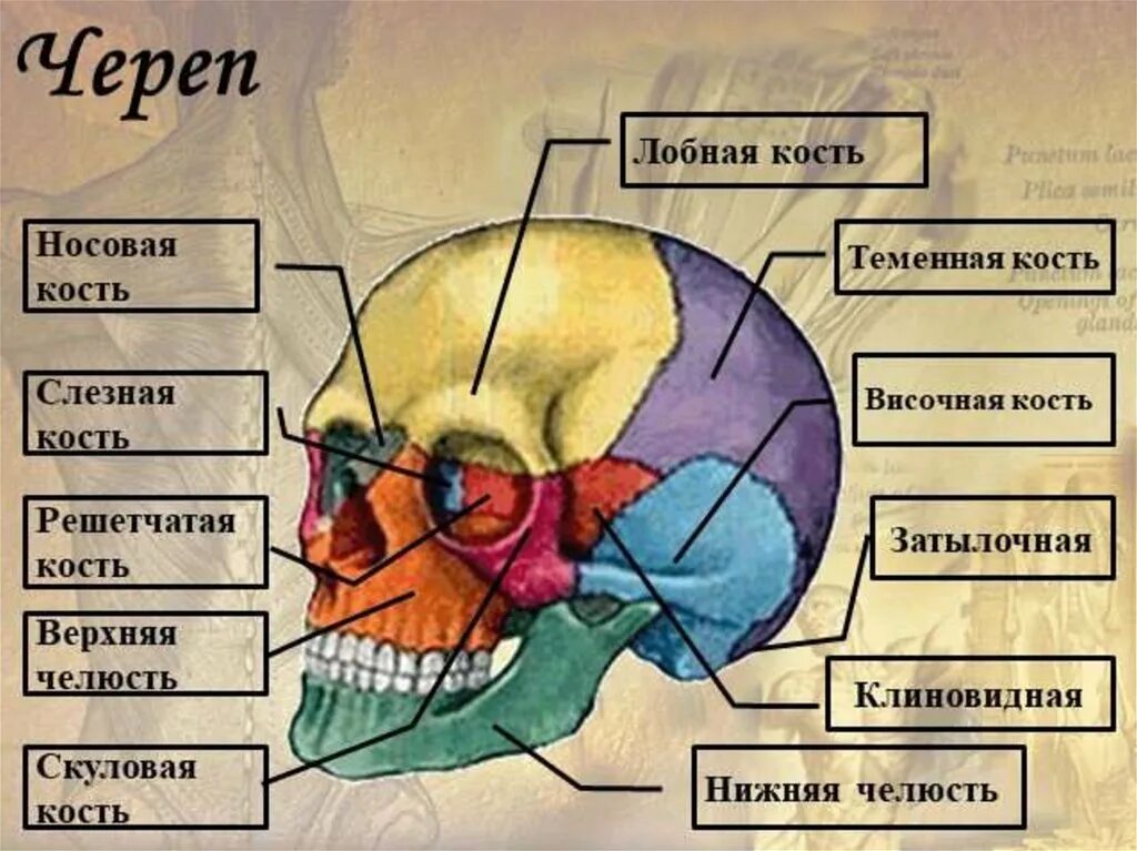 Лобная отдел скелета. Кости черепа человека теменная кость. Скелет черепа теменная кость. Кости черепа теменная кость анатомия. Кости черепа человека височная кость.