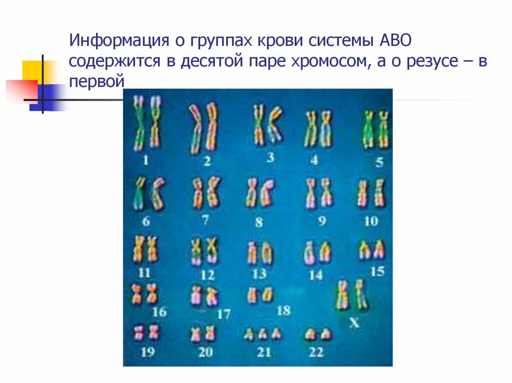 Наследование резус фактора. Хромосомы 1 группы крови. Наследование групп крови и резус фактора. Схема наследования групп крови.