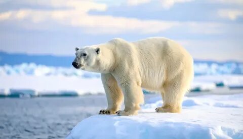 Белый медведь в Арктике