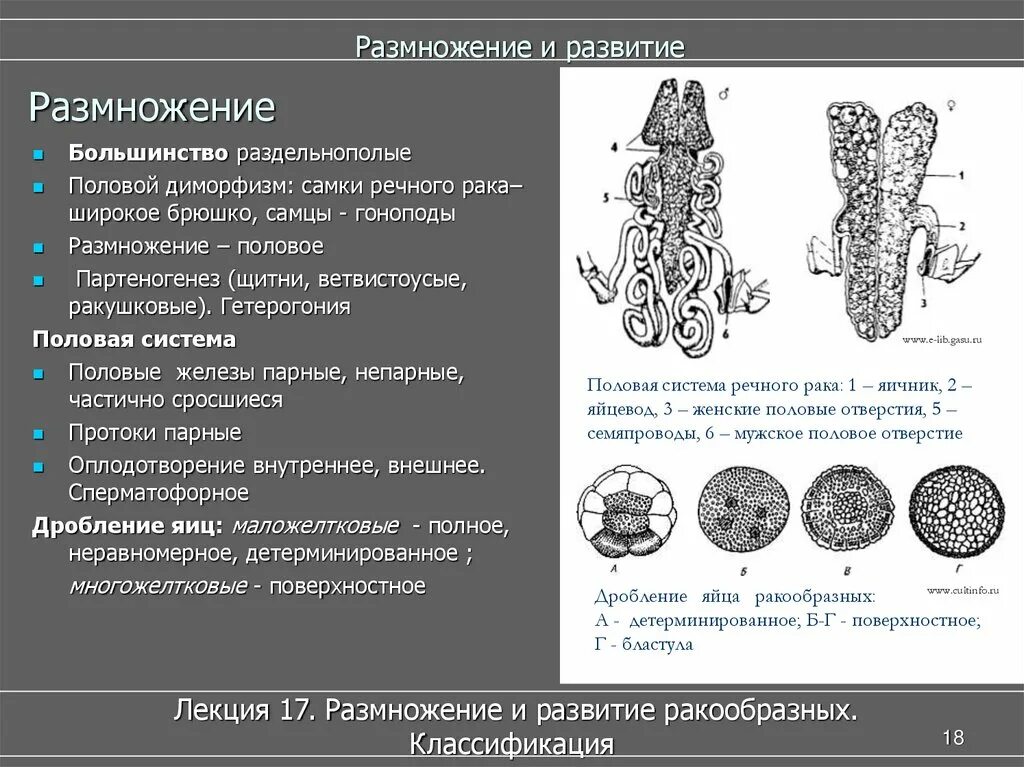Классификация размножения
