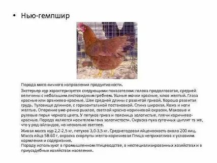 Мясо яичное направление