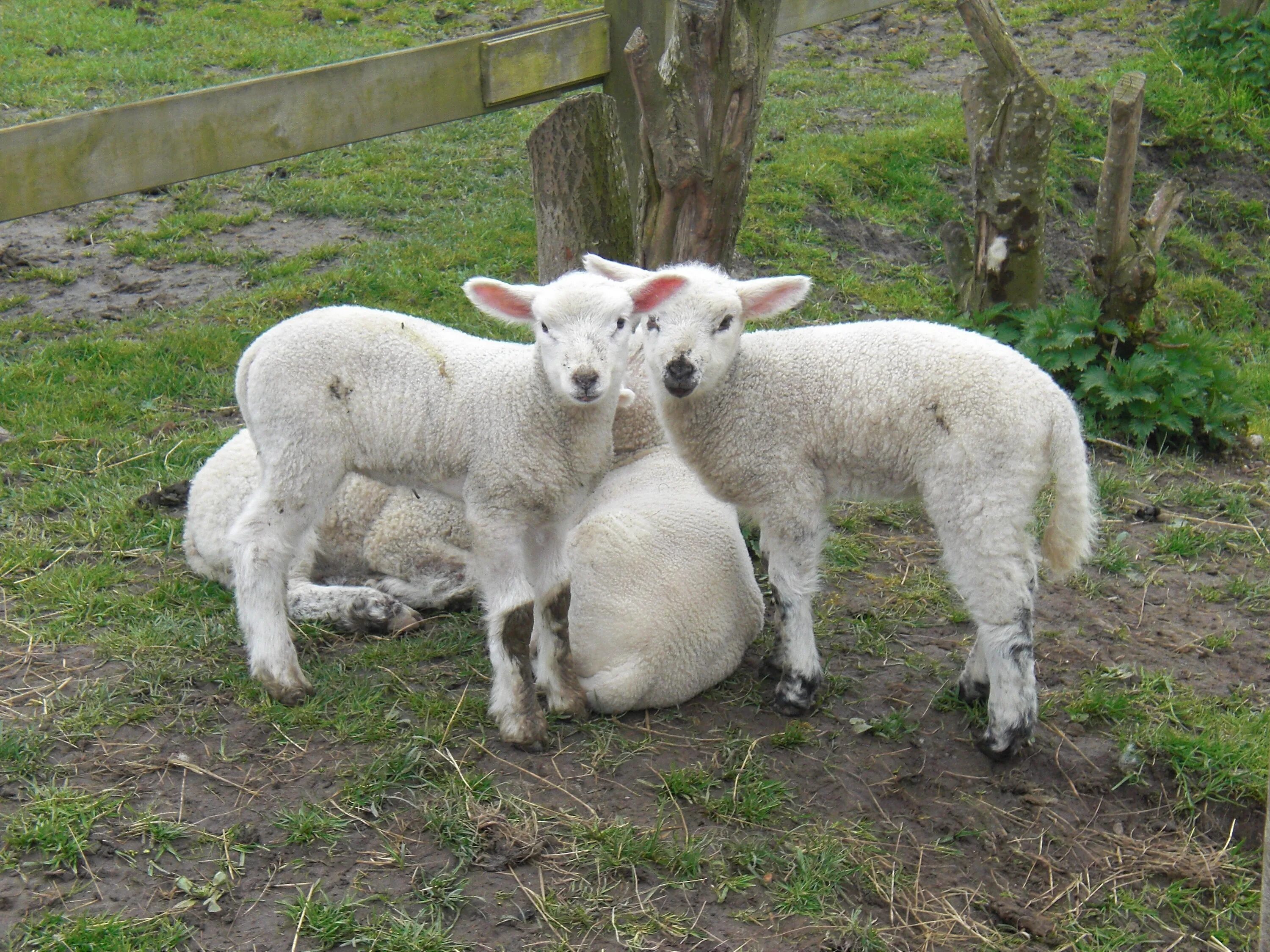 Ягненок 3 месяца. Ягненок. Молодняк овец. Овца с ягненком. Маленький баран.