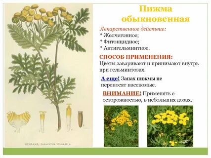 Пижма лечебные отзывы
