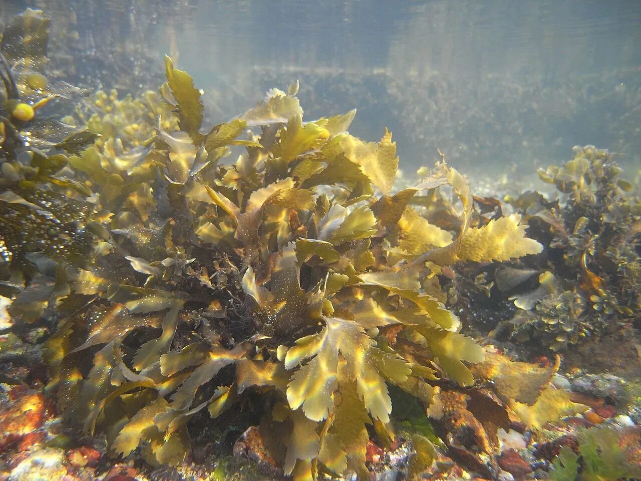 Фукус зубчатый. Fucus serratus. Фукус водоросли финский залив. Бурые водоросли фукус