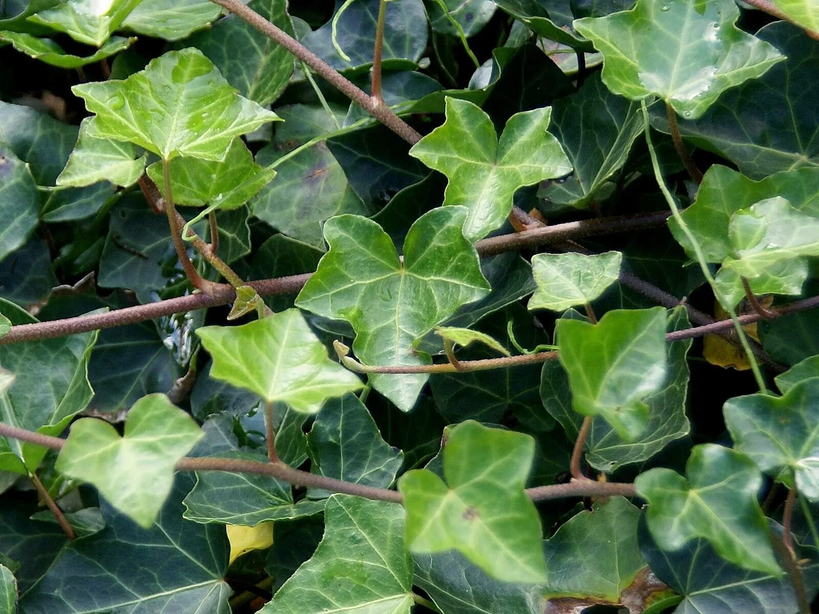 Класс плюща. Плющ толстолистный. Плющ Хедера комнатный. Плющ Hedera Helix.