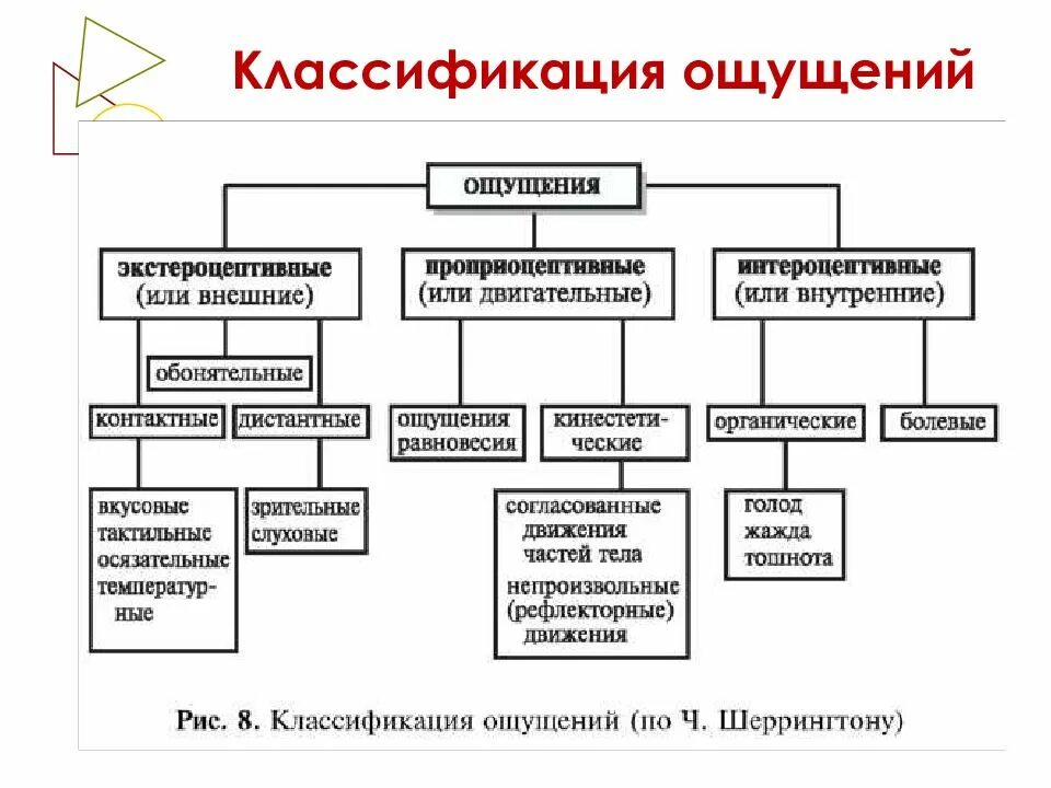 Ощущения страны. Классификация видов ощущений в психологии. Классификация ощущений Шеррингтона. Классификация ощущений в психологии таблица. Классификация основных видов ощущений в психологии.