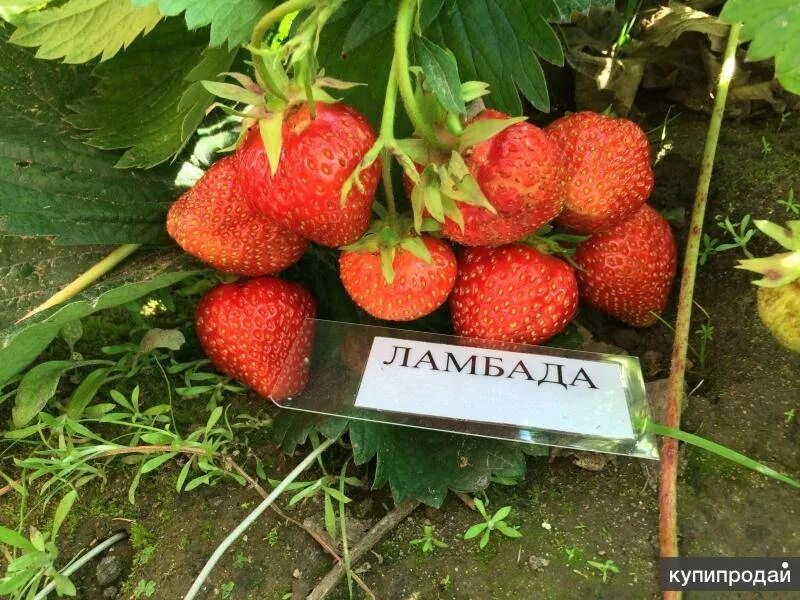 Клубника ламбада описание фото