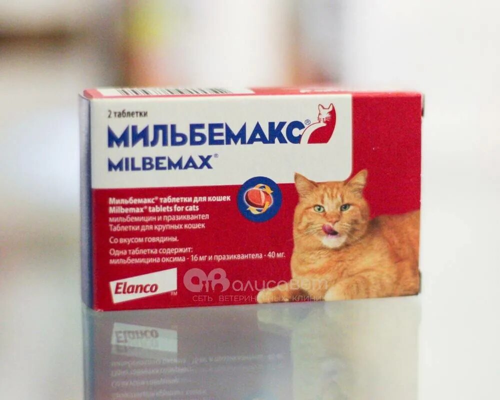 Глистогонные таблетки для кошек. Глистогонное для котят. Глистогонные препараты для котят. Таблетки чтобы проглистогонить кошку. Проглистогоненный котенок