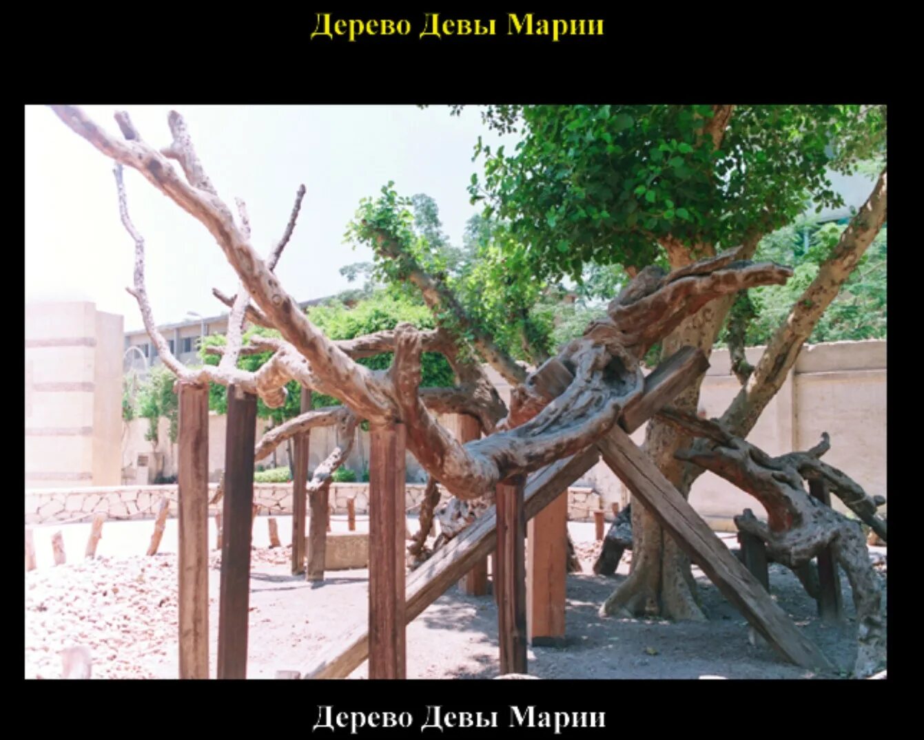 Дерево знака зодиака. Дерево девы марии в египте. Дерево девы. Каир дерево марии. Дриады мифология.