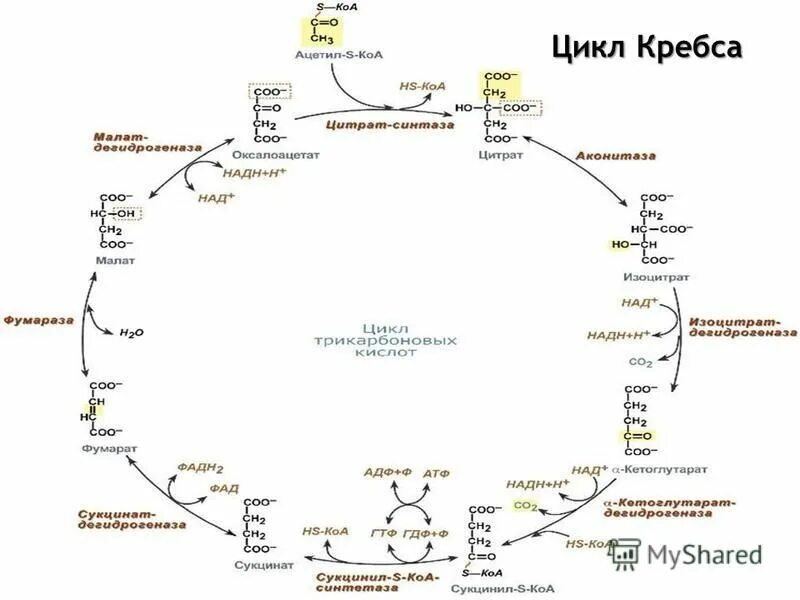 Цикл кребса является. Цикл кребса 8 реакций. цикл кребса биохимия реакции. цикл кребса схема с ферментами. схема реакций цикла кребса.