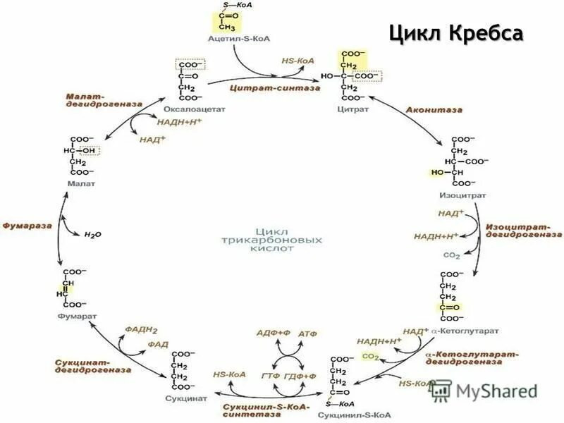 Цикл коа. Цикл Кребса 8 реакций. Цикл Кребса биохимия реакции. Цикл Кребса схема с ферментами. Схема реакций цикла Кребса.