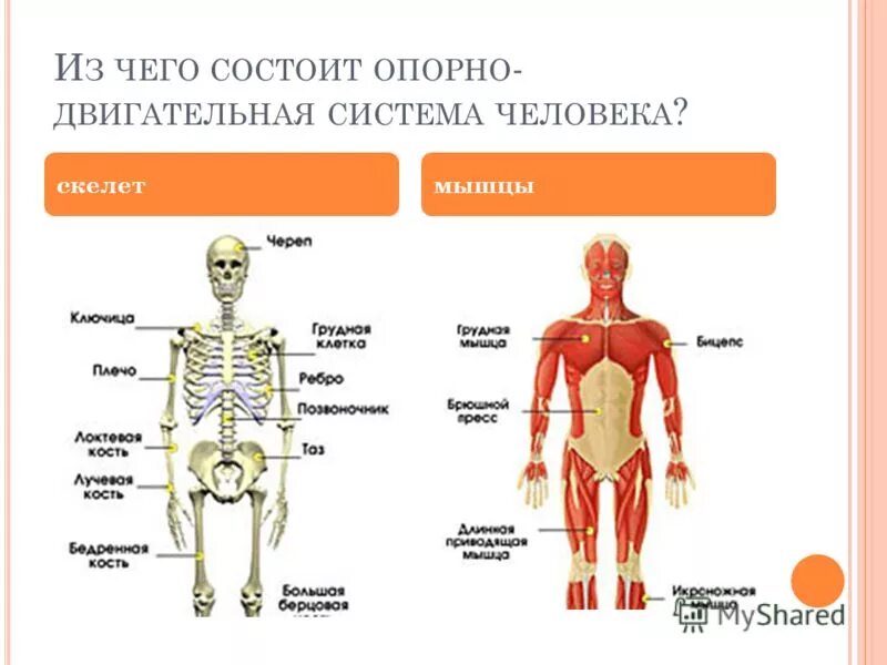 Двигательная система человека 4 класс