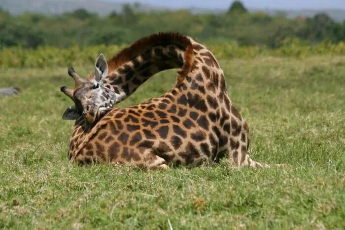 13 Pics Of How Giraffes Sleep, In Case You Didn’t Know Жираф, Факты о животных, 