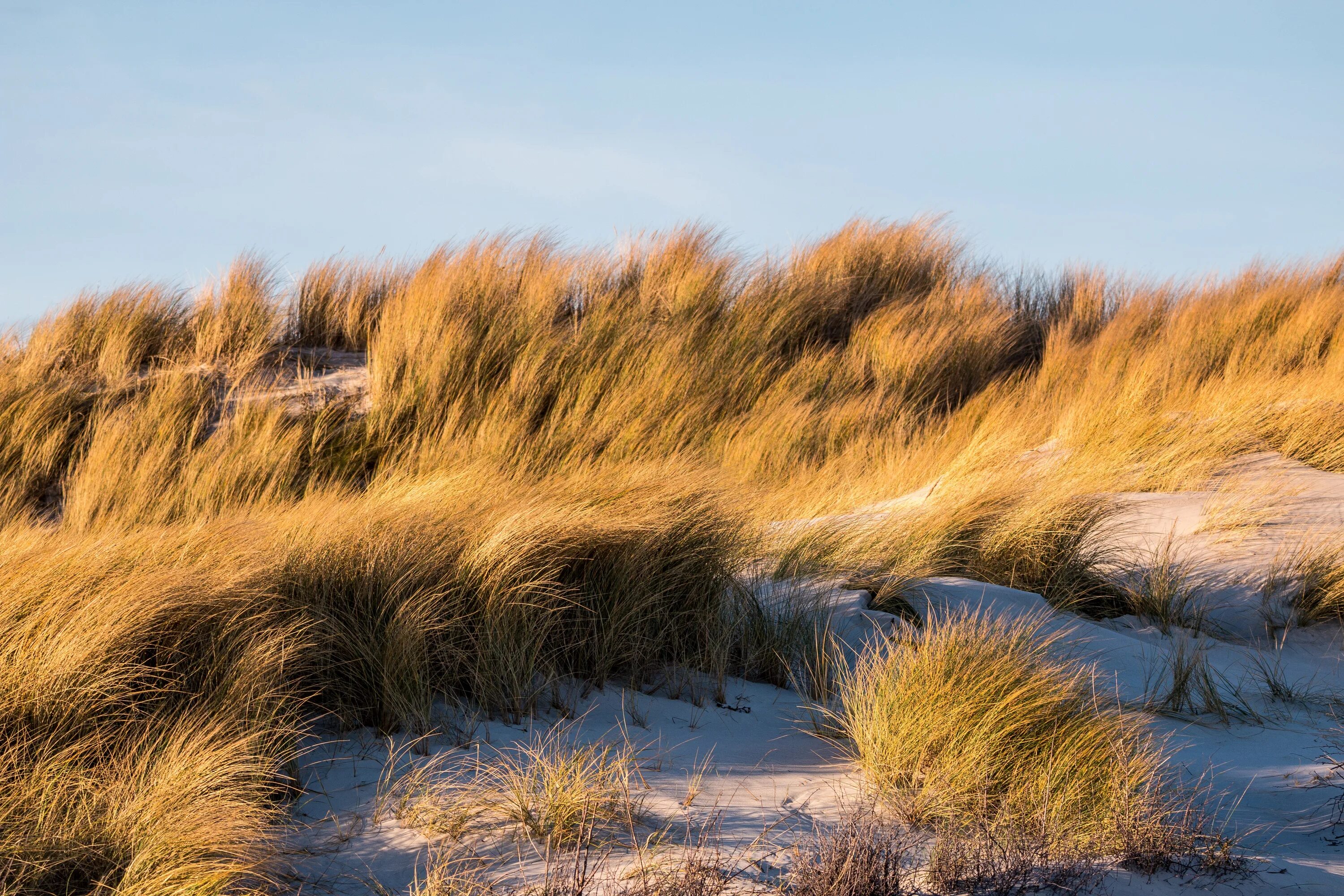 Дюнна. Песчаные дюны Нидерланды. Бельгия дюны трава. Сухая трава. Дюны с растительностью.