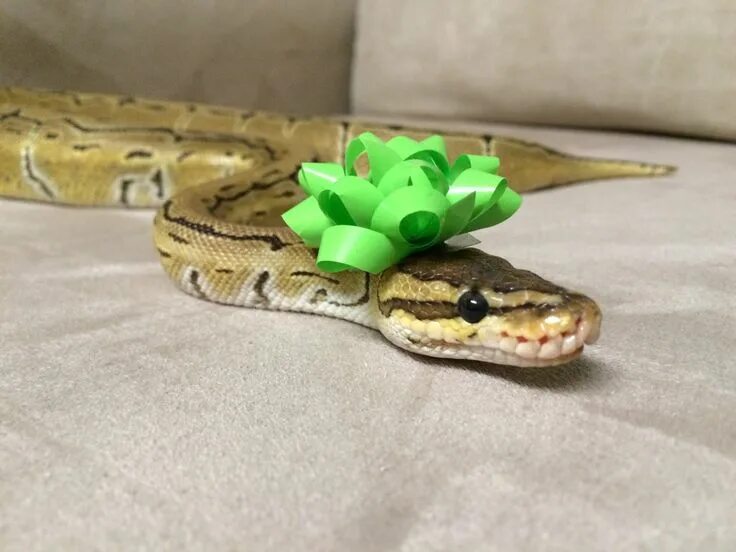 Змея с бантиком фото Hello am Snek #Music #IndieArtist #Chicago Cute reptiles, Cute snake, Pretty sna