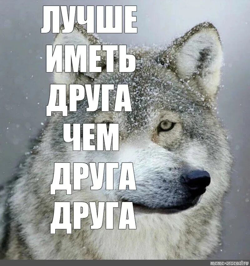 Смешные цитаты волка. Волк Мем. Воля Мем. Волчьи цитаты про друзей. Лучше иметь друга чем.