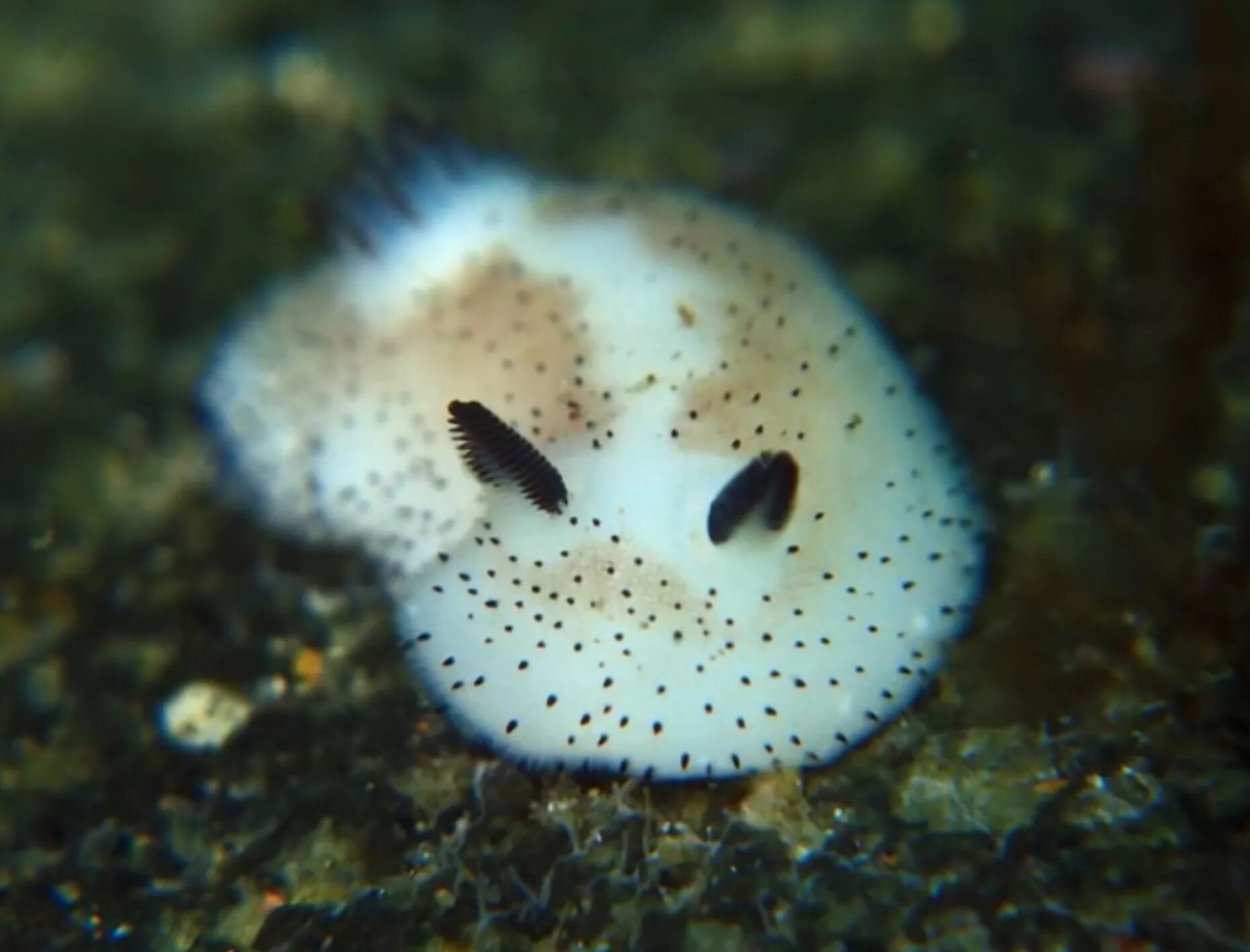 Существуют ли морские. Морской СЛИЗНЯК Jorunna Parva. Морской кролик, Jorunna Parva.. Голожаберный моллюск Jorunna Parva. Морской заяц СЛИЗЕНЬ.