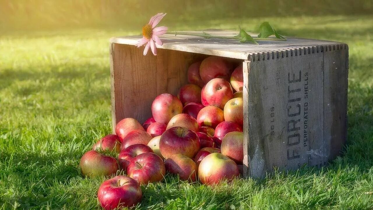 15 ящиков фруктов. Яблоки. Ящик с яблоками. Фрукты в ящике. Коробка с яблоками.