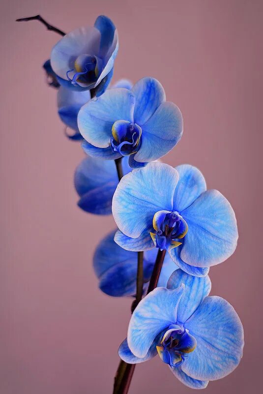 Голубая орхидея сайт фото Flickr Beautiful flowers, Blue orchids, Beautiful orchids
