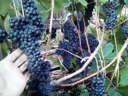 Виноград загадка описание