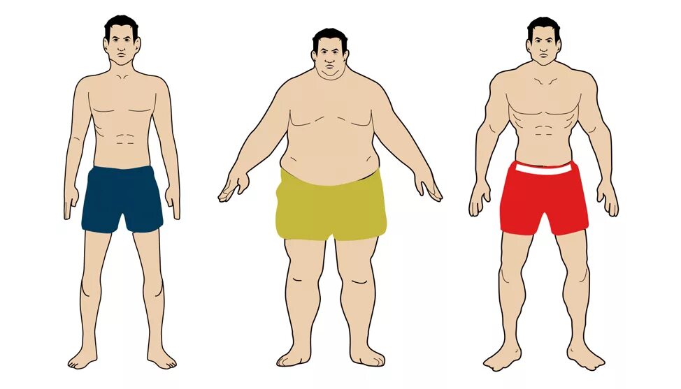 Мужчина среднего телосложения. Плотное телосложение. Виды тканей. Картон (бумага). Название тканей.