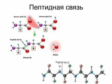 Пептидная связь возникает