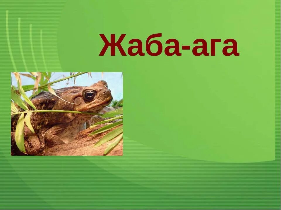 Сообщение ага. Жаба ага. сообщение о жабе аге. жаба класс. жаба ага рассказ.