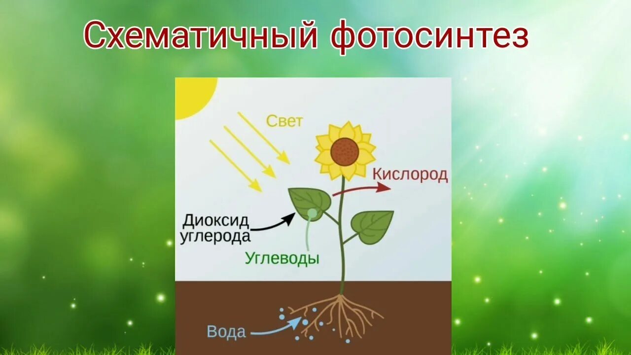 Фотосинтез схема. Схема процесса фотосинтеза. Процесс фотосинтеза рисунок. Схема фотосинтеза у растений.