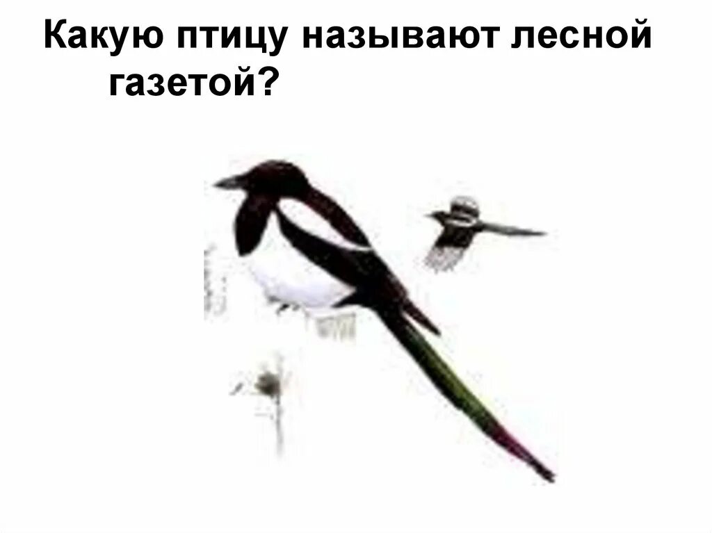 1 передача о птицах называется