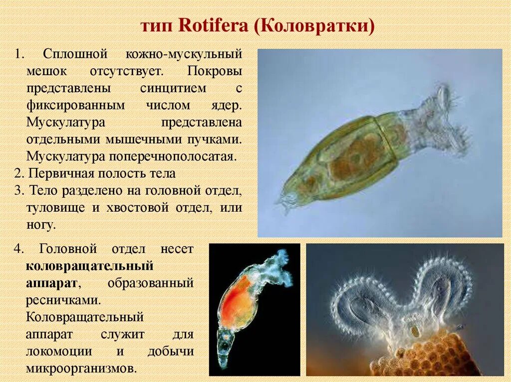 Описание коловратки