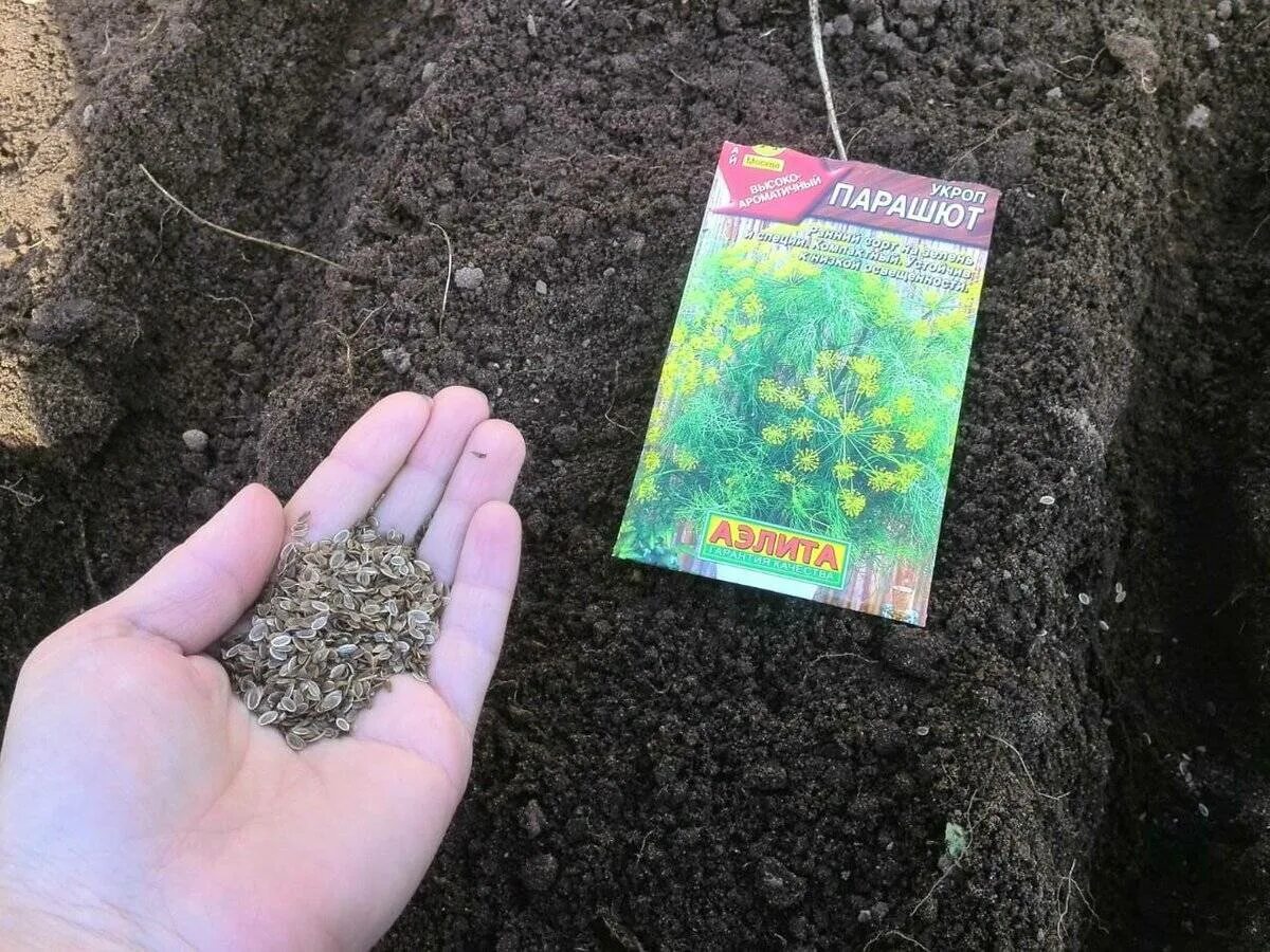 Как правильно посадить укроп. Семена укропа посев. Семена укропа для посадки. Посев укропа в открытый грунт. Зелёные семена для посадки.