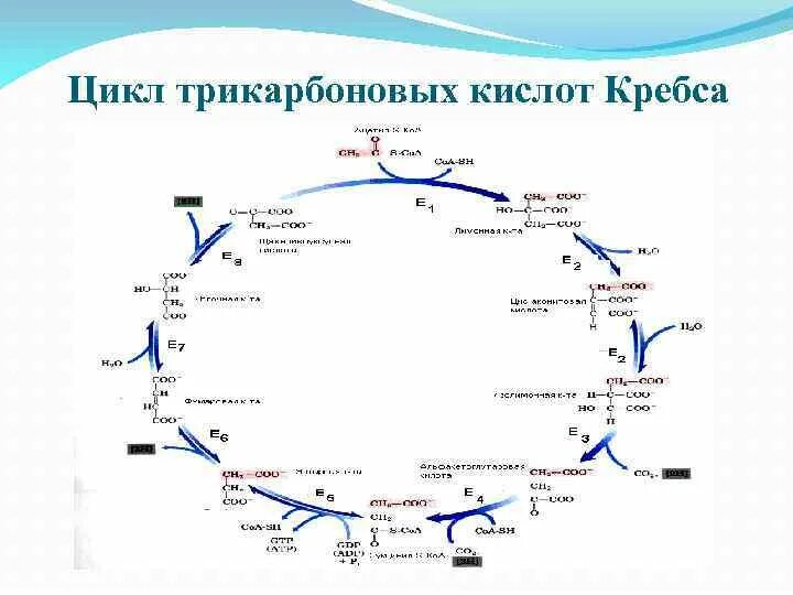 Синтез атф цикл кребса. Окислительные реакции цикла Кребса. Цикл Кребса схема. Цикл трикарбоновых кислот биохимия. Общий путь катаболизма – цикл трикарбоновых кислот (ЦТК)..