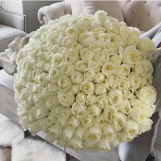 Большой красивые белые розы
