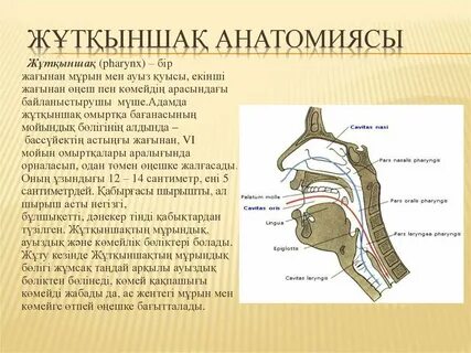 Жыныс жамбас фотосы