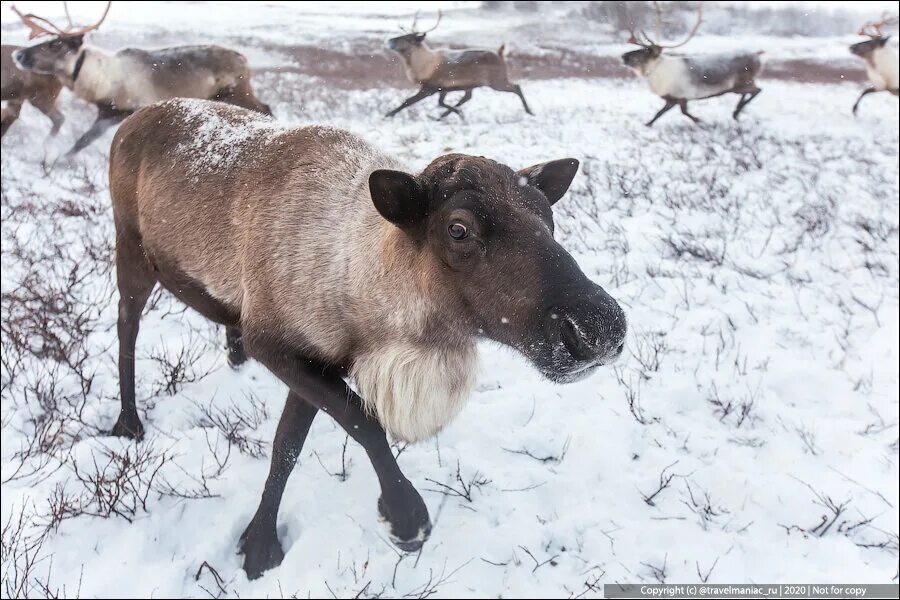 Самка Северного оленя. Северная олениха-самка. Самец Северного оленя. Северный олень без Рогов.