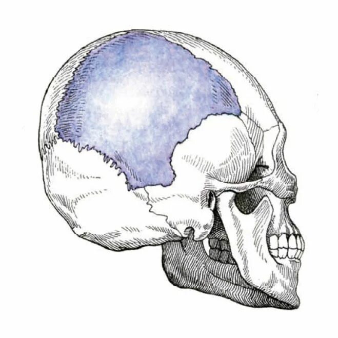 плоским череп. акрокефалия башенный череп. лабиринтодонт скелет. черепа разных животных. 3д модель черепа для 3д принтера.