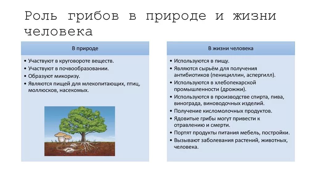 Роль деревьев в жизни грибов заключается. Роль грибов в природе 5 класс биология таблица. Роль грибов в природе и жизни человека. Грибы роль в природе и жизни человека. Роль грибовов в природе.