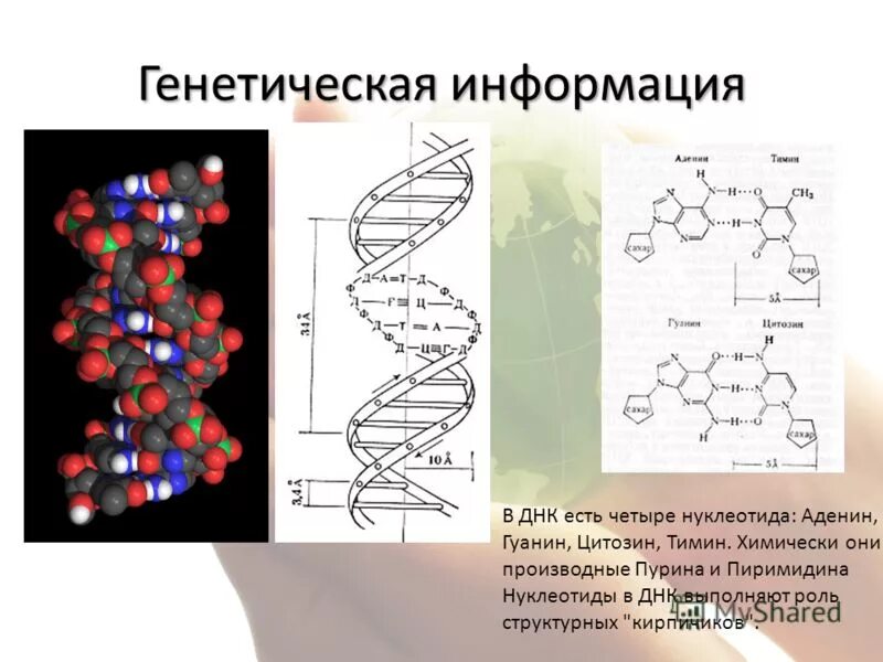 Генетика информация. Генетическая информация. генетическая информация информация. генетическая информация днк.
